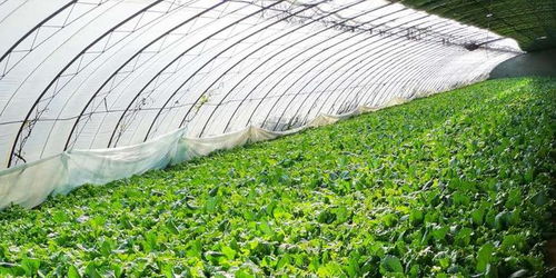 西安铁岭县腰堡村35万斤生菜滞销