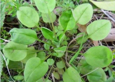 草胡椒叶绿茎粗，辛辣味浓