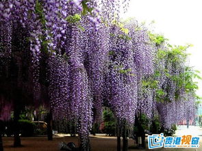 先说开花吧，紫藤罗会不会开花？