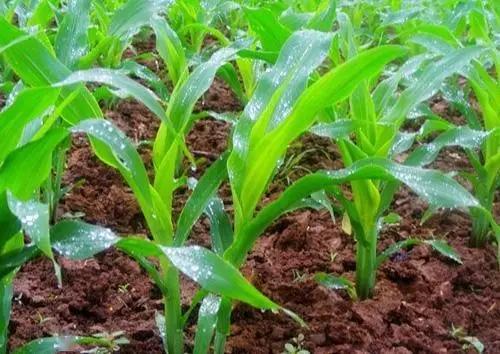 苗前除草剂不Neng用在苗后影响产量