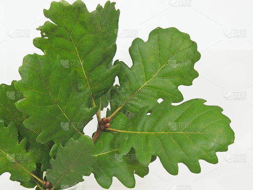 橡树叶子的烂与美