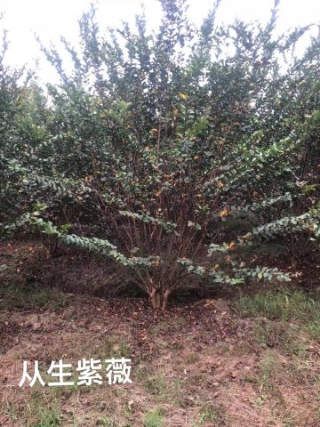 紫薇树苗购买注意事项