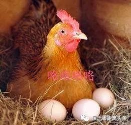母鸡产双黄蛋原因探究