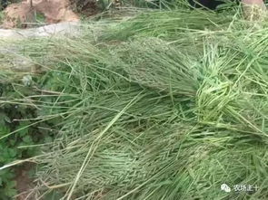 牧草混播：优化品种组合