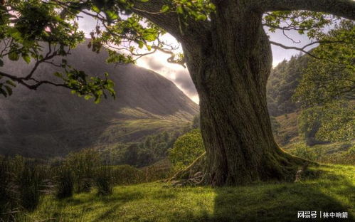 树的美，不仅仅是外表