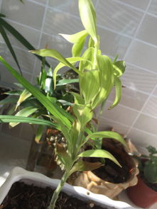 百合花叶子蔫了怎么办？是浇水过多还是水分不足