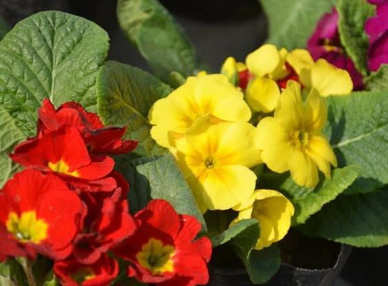 金盏菊：阳光下的笑脸