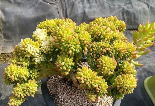 法师缀化：养出朵朵繁花的秘诀