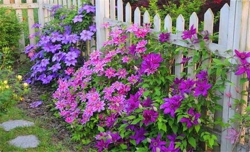 门前院子里种花，选择花色艳丽，又好养活的几种花吧那个！