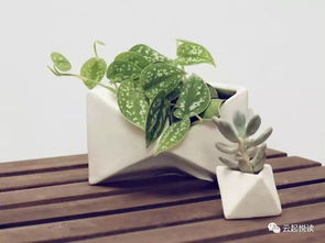 室内绿植落叶？巧用小妙招