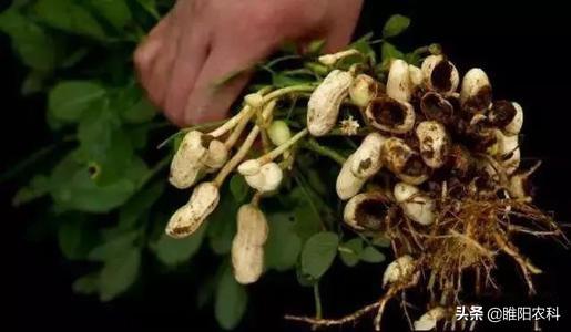 地蝉可Neng是蛴螬， 防治有妙招