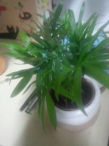 袖珍椰子叶子发黄怎么办？试试这些简单方法