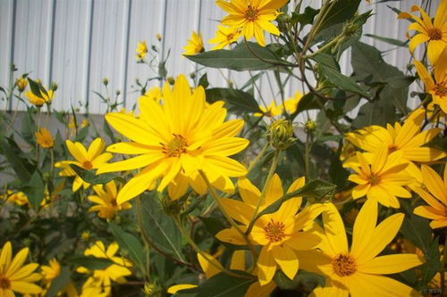 野菊花的种类与图片