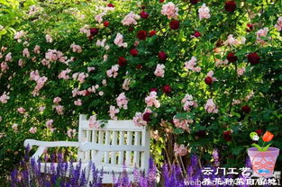 秋冬季节别急着剪， 等春暖花开时再剪