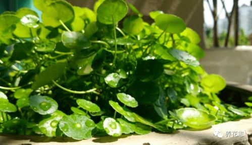 树荫下的观赏植物选择