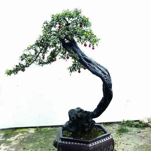 山上有哪些树桩可做盆景？梅花桩是否也能成为佳作