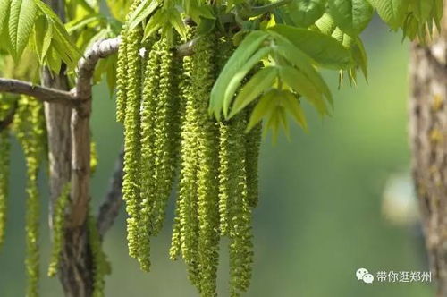 警惕劣质愈合剂