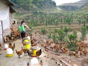 山区自生植物的商机