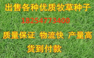 牧草新种：林下种植的秘密