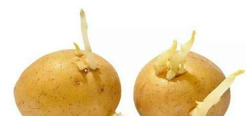 对人体有害吗？