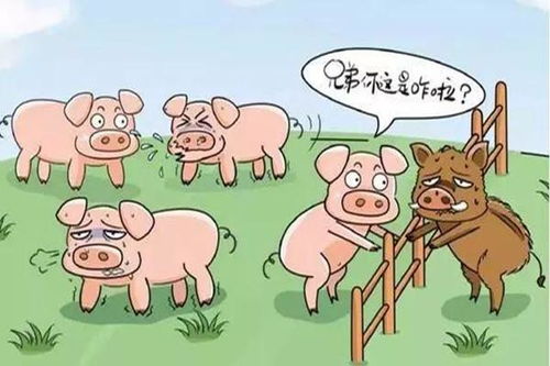 非洲猪瘟是否真的有抬头的迹象，我们该如何及时防治呢？