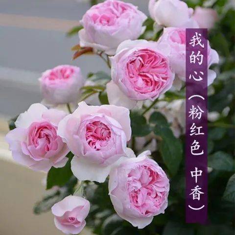 家居装饰，微型月季的舞台