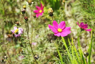 扬州夹竹桃林， 晨雾花海