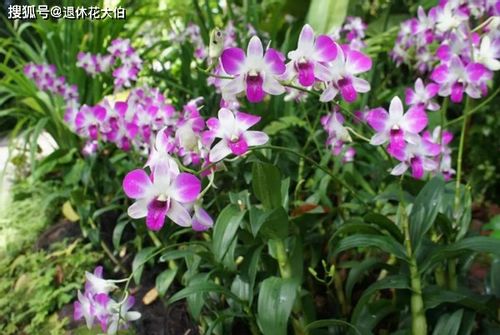 修剪花草的小秘密，你get了吗？