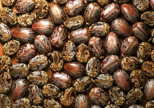 北京哪有蓖麻种植基地？