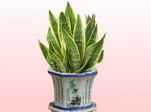 1. 那个那个叫什么来着...绿萝