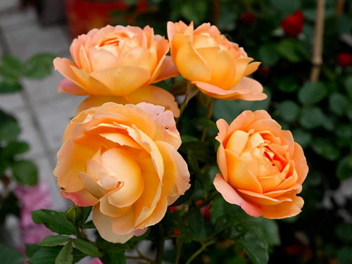 月季， 夏日的盛装舞者