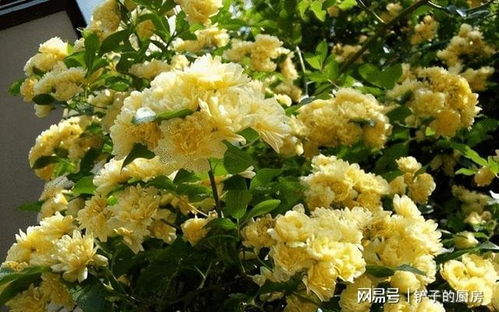 木香花：常绿的秘密