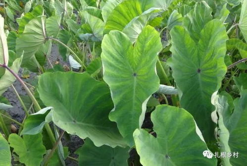 三大抗湿热王者：