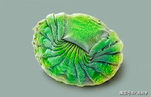 利用化学物质诱导林蛙雌性产生基因突变