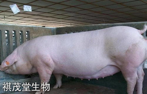 母猪发情鉴定方法有哪些？如何准确判断发情期