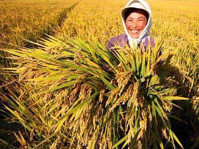 干旱喷农药， 学问大