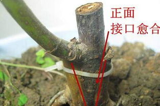无花果嫁接，探讨无花果能否进行嫁接及其方法