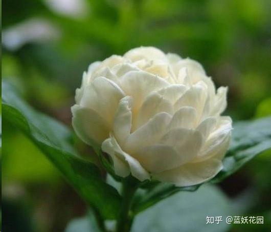 虎头茉莉种子如何正确播种并养护才能顺利发芽生长