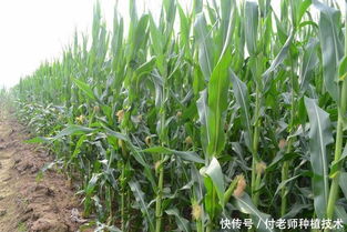 “在什么季节和气候条件下采用何种种植方法最适宜麦子的生长