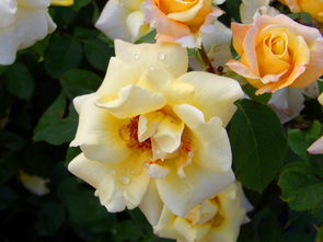 南阳月季的特色