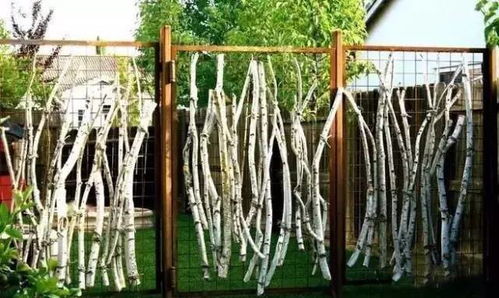 常春藤：绿色爬墙高手