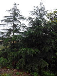 家里种雪松， 得堪院子大小