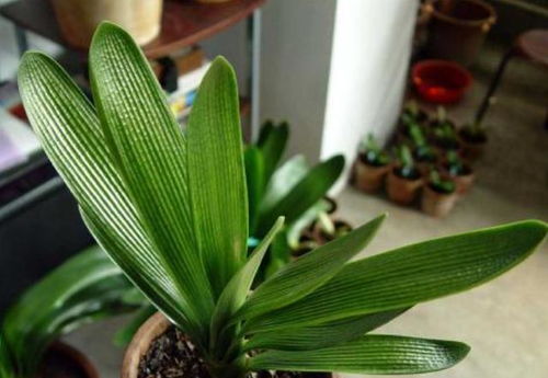 君子兰的小秘密：不宜频繁使用生根粉和多菌灵