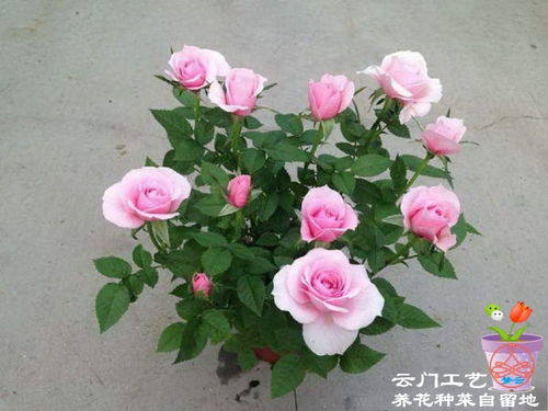 四、火烈鸟宝石月季