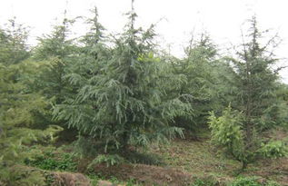 雪松3米价格探秘：市场行情一探究竟