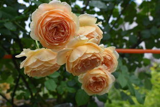 花多多2号：月季花的营养宝库