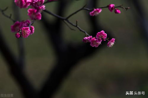 遗憾之花中，那段深情表达中的遗憾与思念