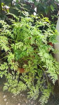 川芎种植需选用富含有机质、排水良好的砂质壤土