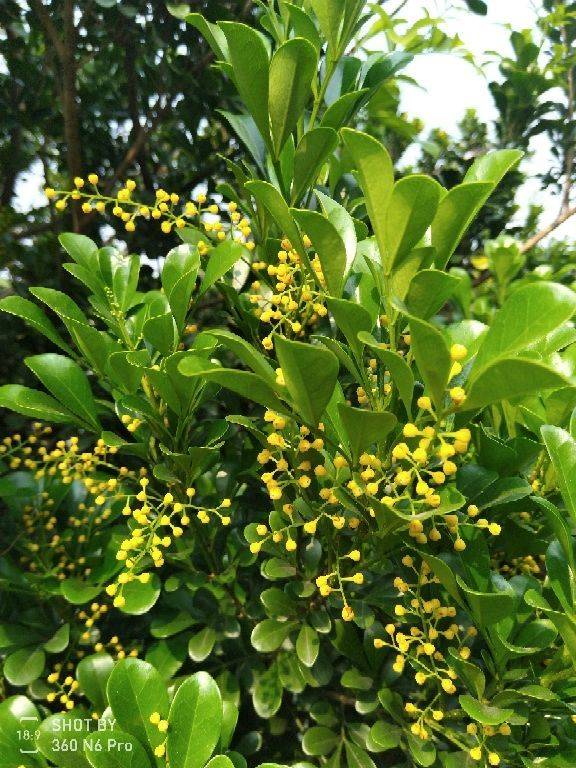 米兰叶子发黄干枯，是浇水过多还是施肥不足