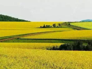 树林空地种什么草嫩增收30%？揭秘神秘绿色增收法！